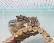 シマリス