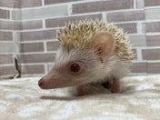 ピグミーヘッジホッグ (シナモン)