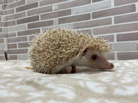 シナモンカラーの子がやってきました！