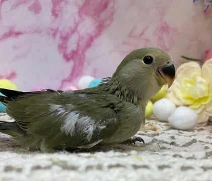 【2025年4月26日撮影】
