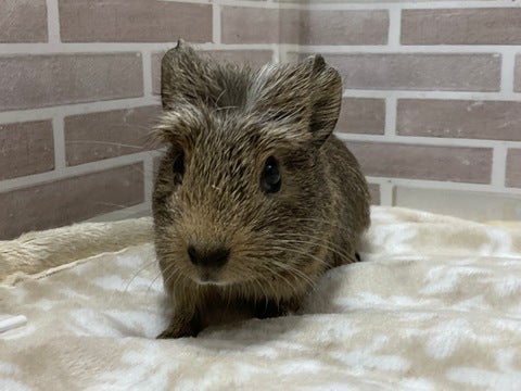 頭がチャームポイントです✨