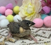 ブンチョウ ヒナ (サクラ)