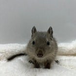デグー