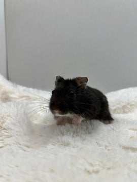小柄でお目々クリクリで可愛い💕