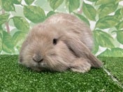 ウサギ系その他