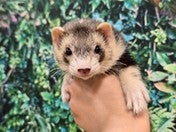 フェレット系その他