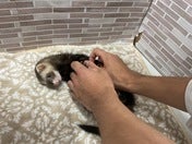 マーシャルフェレット