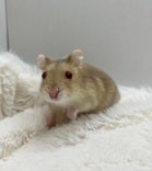 ハムスター系その他