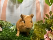 撮影日:2025年4月27日