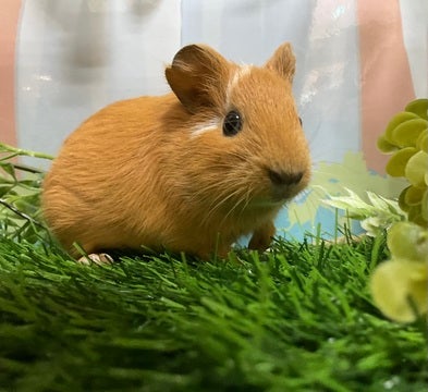 くりくりお目目！