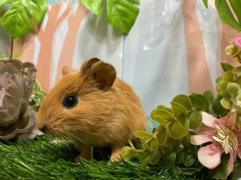 つぶらな瞳