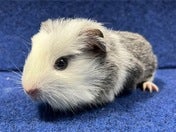 クレステッドモルモット