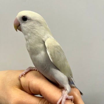 4/27撮影📷　　指にもとまってくれます☺️