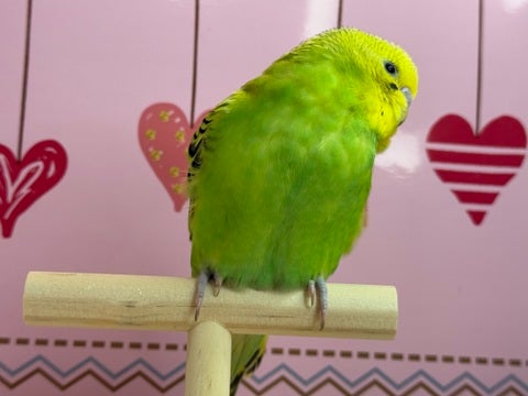 びよーーん