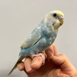 セキセイインコ ヒナ