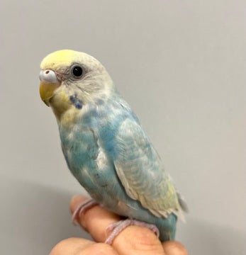綺麗なカラーです🪶