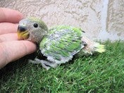 コザクラインコ ヒナ (色変わり)