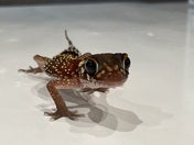 爬虫類系（その他）