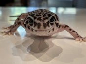 ヒョウモントカゲモドキ