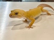 ヒョウモントカゲモドキ
