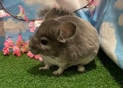 チンチラ (バイオレット)
