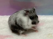 ハムスター系その他