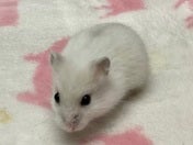 パールドワーフハムスター