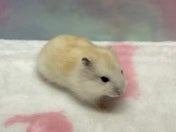 イエロージャンガリアンハムスター