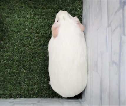 ※撮影日、2025年4月27日※成長し写真とは異なる場合がございます※