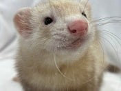 マーシャルフェレット
