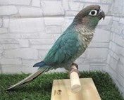 ホオミドリアカオウロコインコ ヒナ