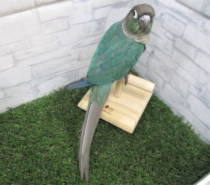 ※撮影日、2025年4月27日※成長し写真とは異なる場合がございます※
