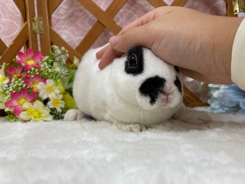 なでなでがとっても大好きちゃん♡詳しくは八王子店までお問い合わせ下さい☆
