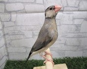 ブンチョウ ヒナ (サクラ)