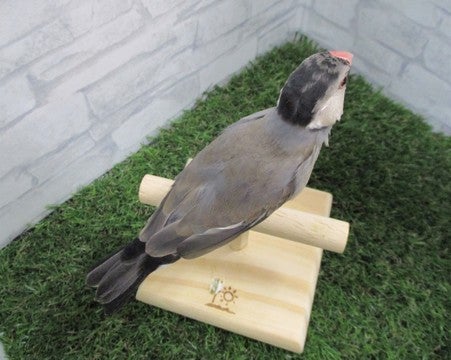 ※撮影日、2025年4月27日※大人の羽に生えかわり中※成長し写真とは異なる場合がございます※