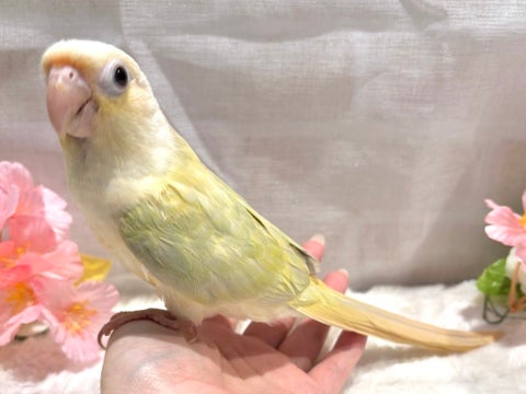 【2025年4月27日撮影】とっても綺麗なカラー💚