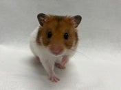 ゴールデンハムスター