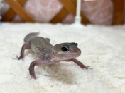 ヒョウモントカゲモドキ