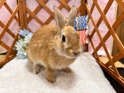 ミニウサギ