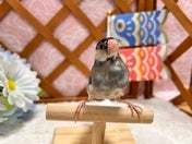 ブンチョウ ヒナ (サクラ)