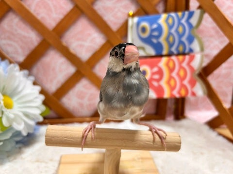 是非手に乗せてみてください♪詳しくは八王子店までお問い合わせ下さい♡