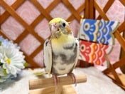 オカメインコ ヒナ (色変わり)