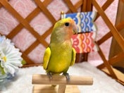 コザクラインコ ヒナ (色変わり)