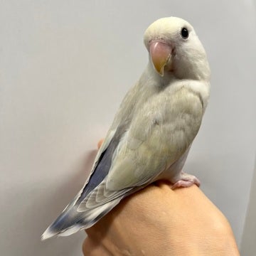 背中からお尻にかけての色合いも可愛いです🪶