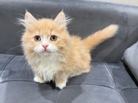 4/27撮影　ふわふわモコモコちゃん💕