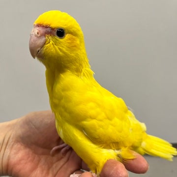 4/28撮影📸　※小動物ちゃんの成長は早いので、実際とは異なる場合があります。