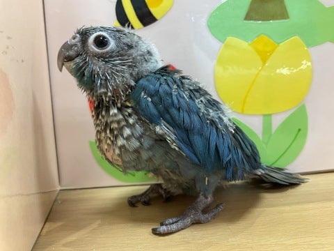キレイなカラーのウロコちゃん💙