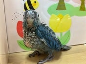 ホオミドリアカオウロコインコ ヒナ