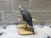 セキセイインコ ヒナ