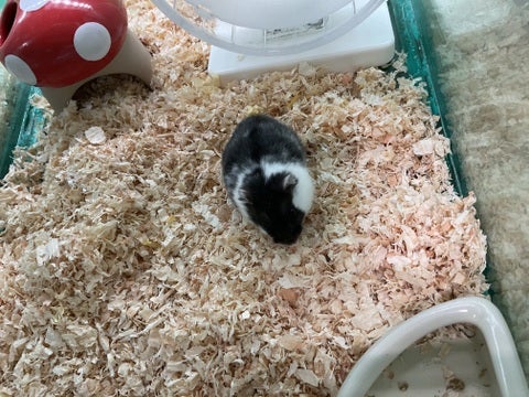 みなさまのご来店をスタッフ一同お待ちしております🫰🏻🫰🏻🐹🫰🏻🫰🏻